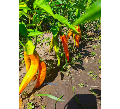 Насіння перцю гіркого Кайєнський помаранчевий ( Cayenne Orange) 